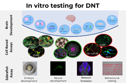 In Vitro testing for DNT